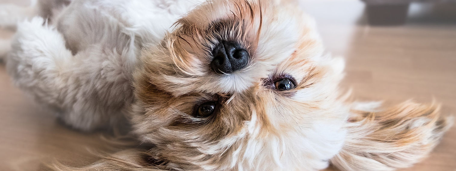 Happy dog at Pampered Pooches grooming salon